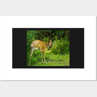 White Tailed Deer Scratching it's Nose Posters and Art